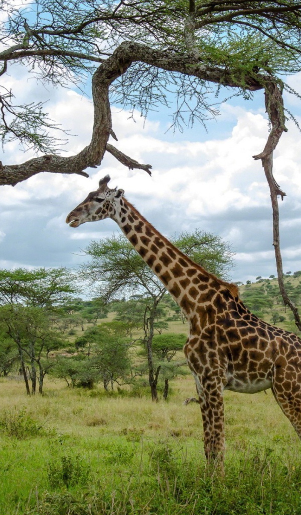 Жираф стоит под деревом