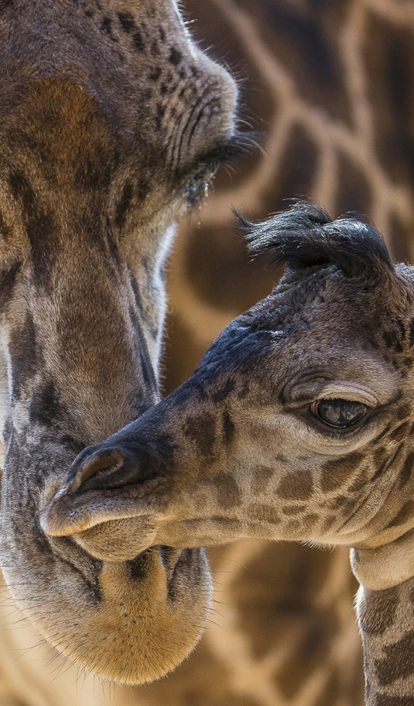 Жираф со своим детенышем