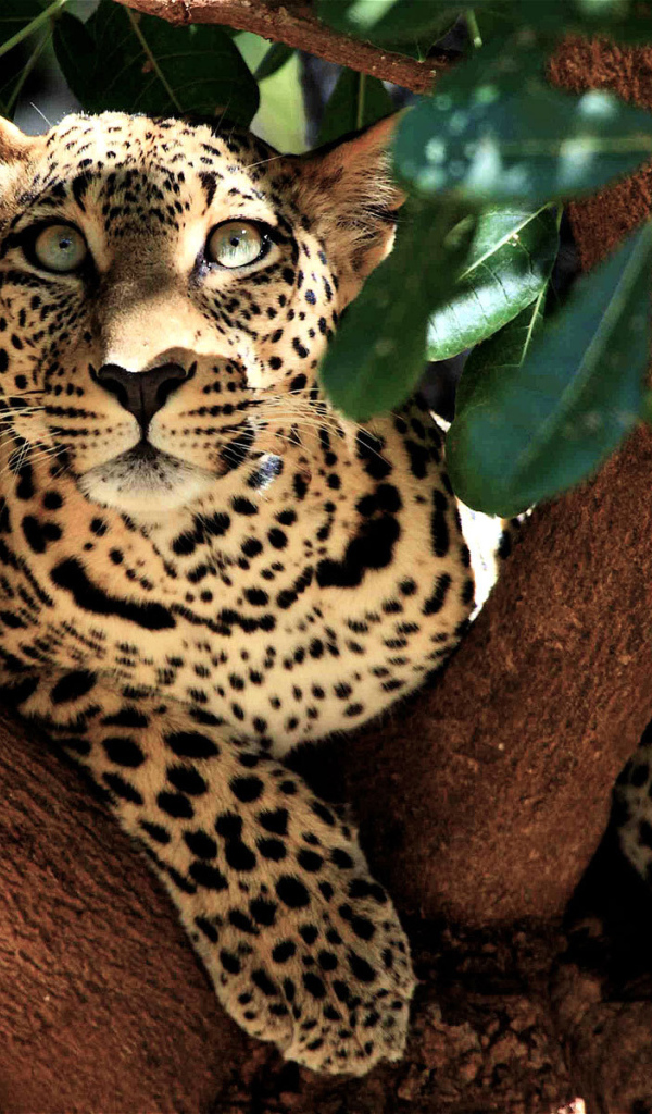 Леопард лежит на дереве