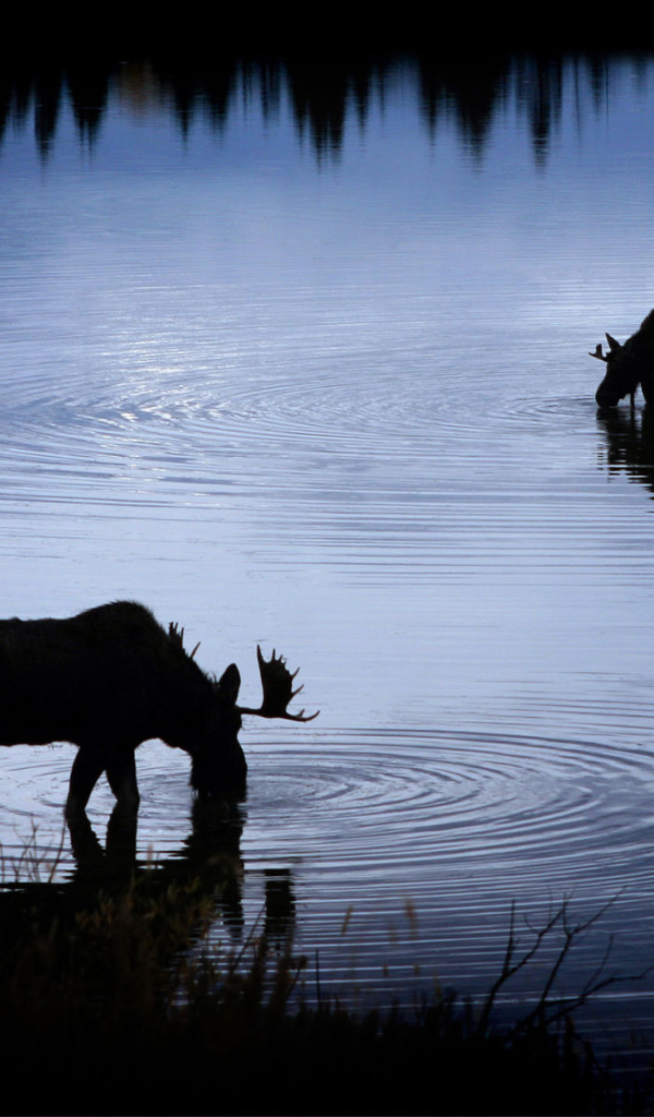Лоси на водопое