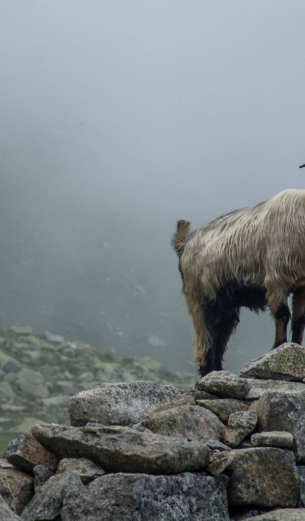 Горный козел стоит на камнях