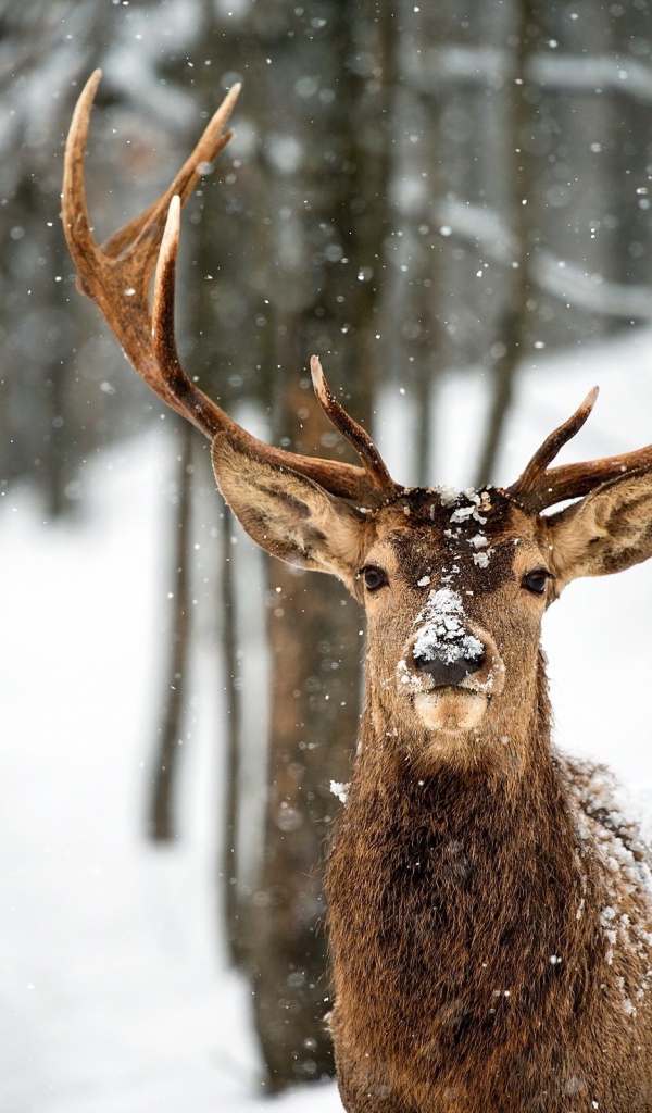 Гордый олень в зимнем лесу