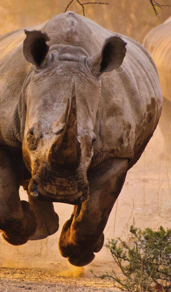 Носорог бежит на фотографа