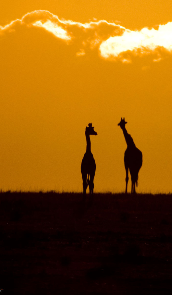 Силуэты жирафов