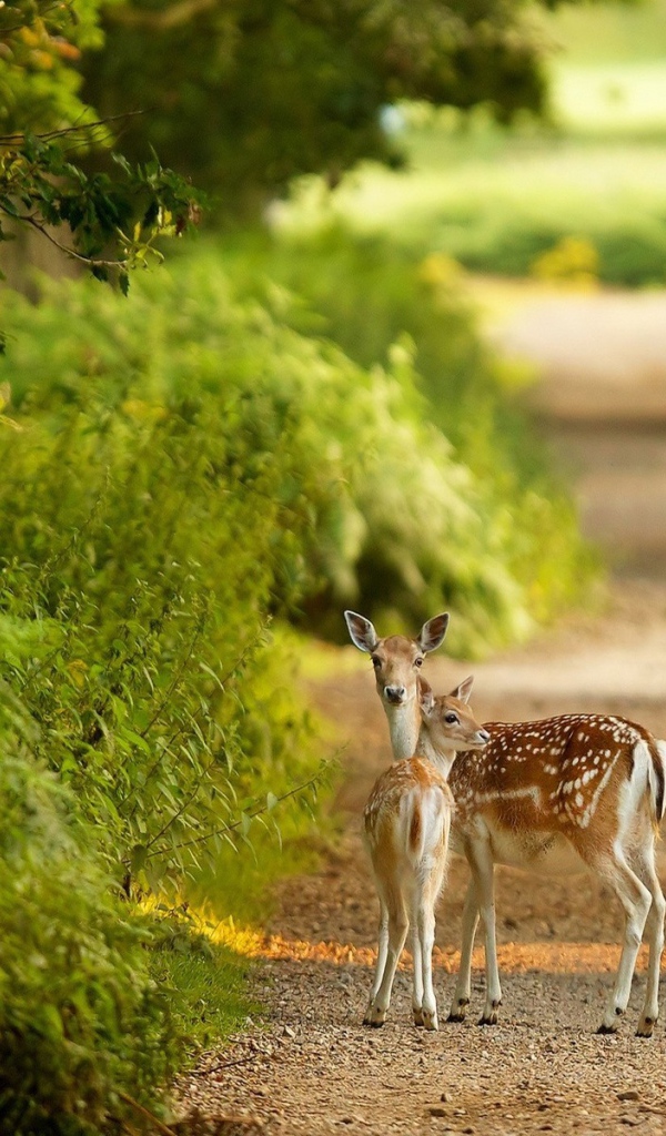 Маленькие олени на тропинке