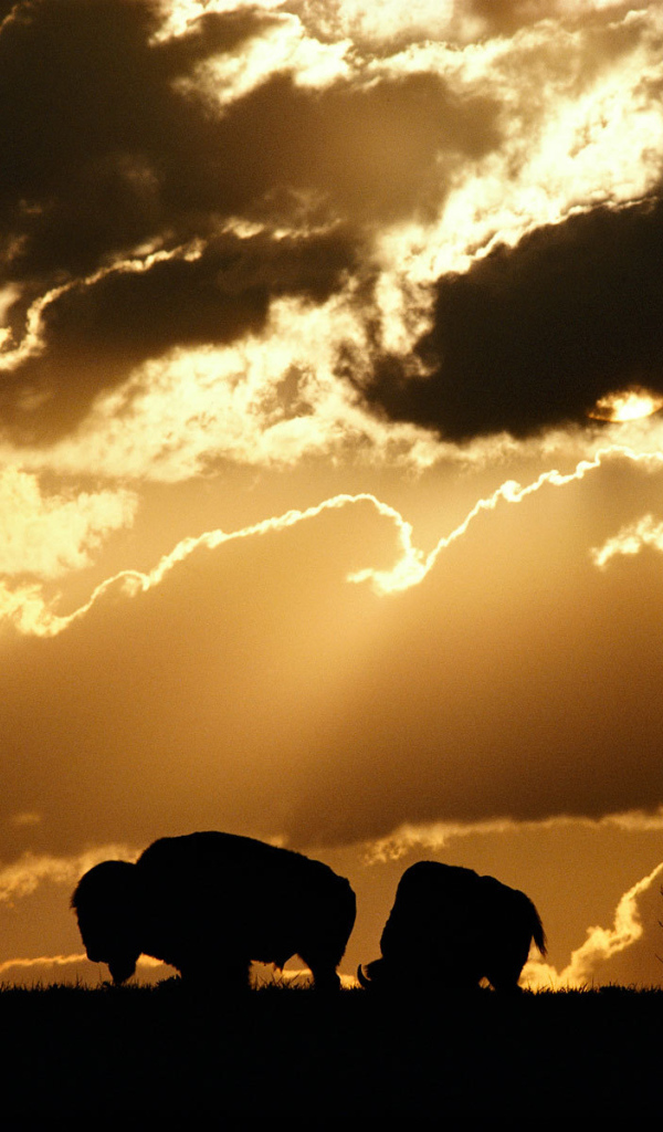 Силуэты бизонов на закате