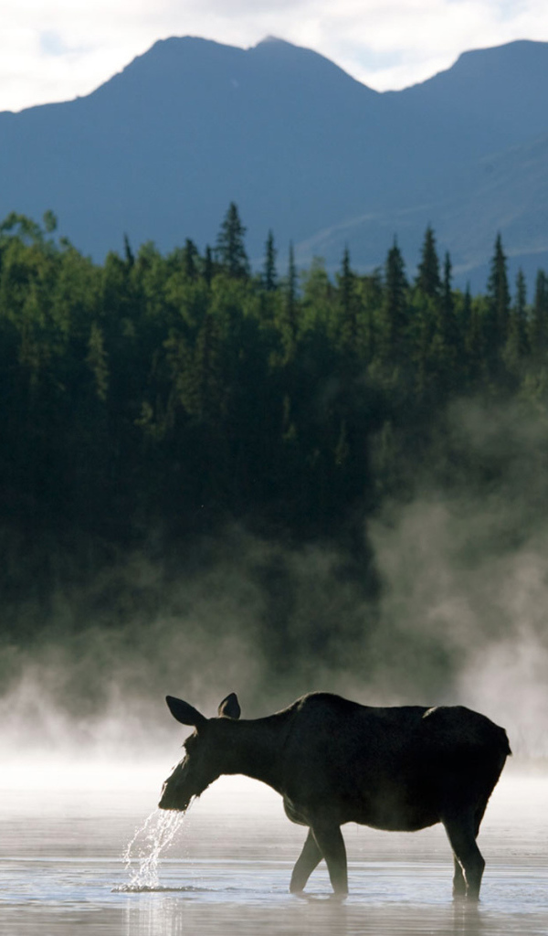Лосиха с теленком