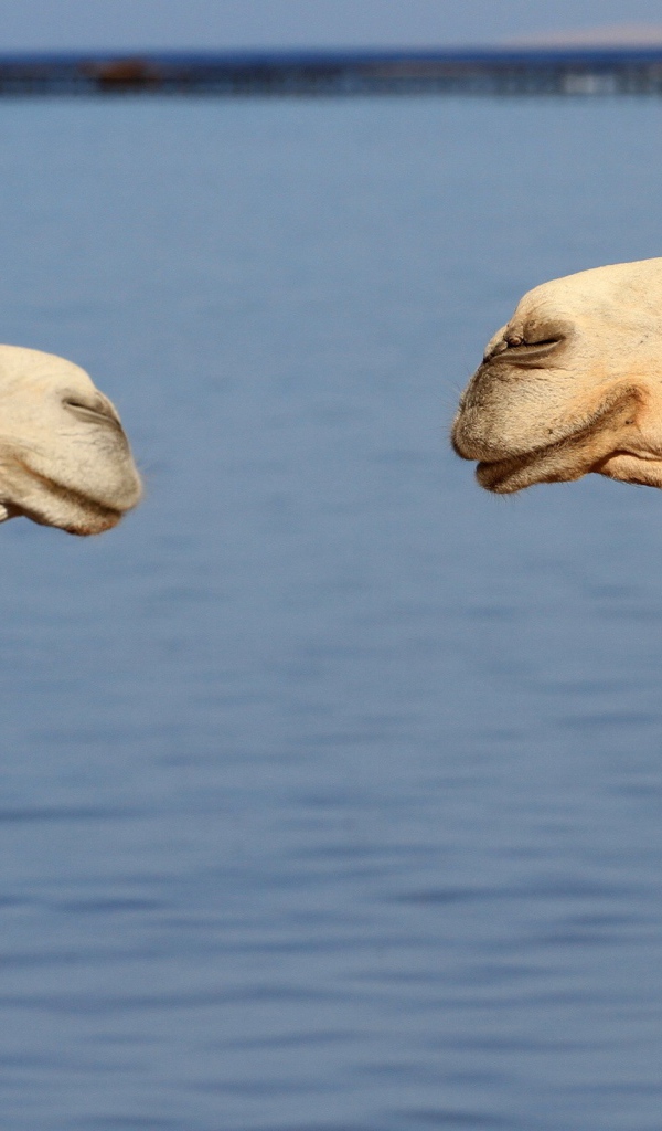 Два верблюда на фоне воды