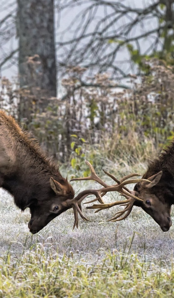 Два оленя бодаются