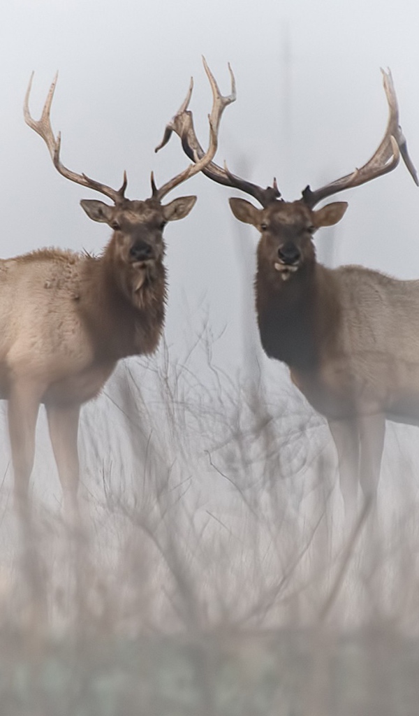 Два оленя в тумане