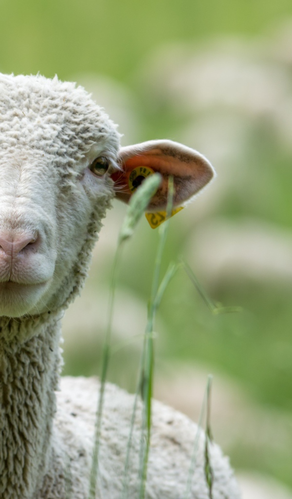 Белая овца в траве