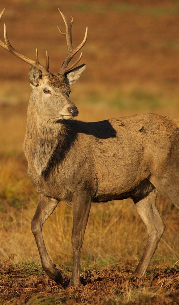 Молодой олень на коричневой земле