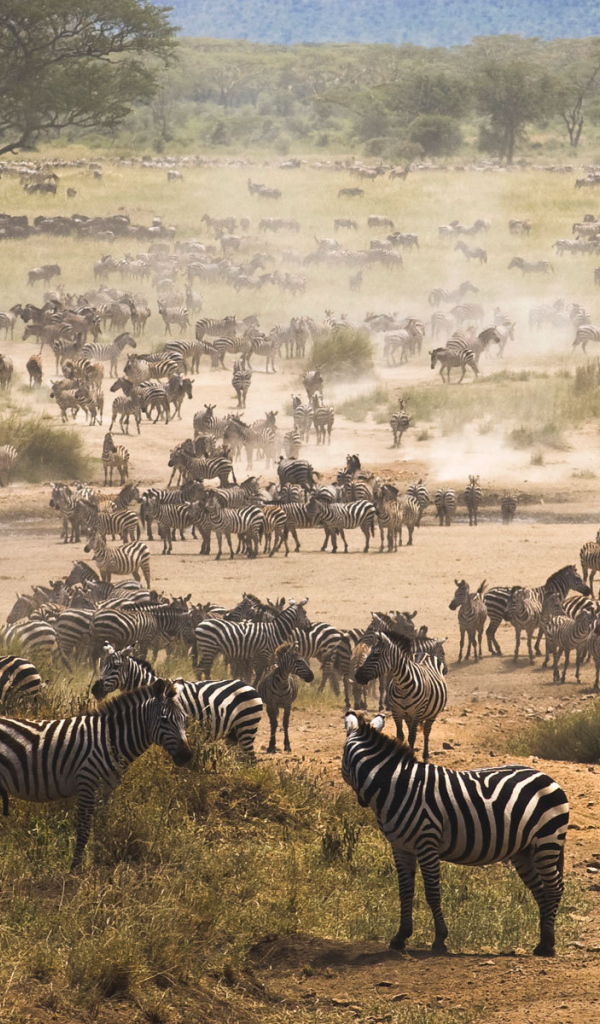 	   A very large herd of zebras