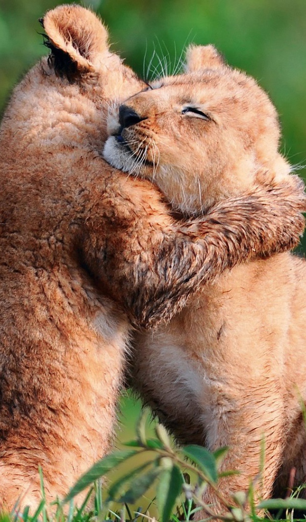 Пара милых львят