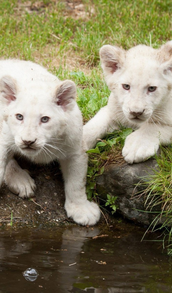 Львята альбиносы на водопое