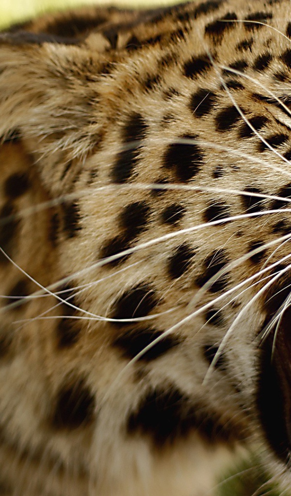 Злой амурский леопард