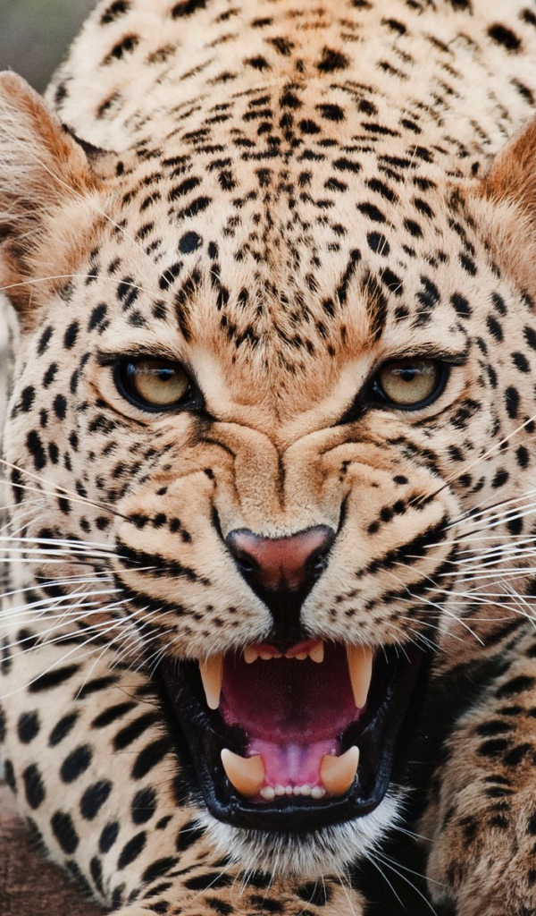 Злой ягуар смотрит в кадр