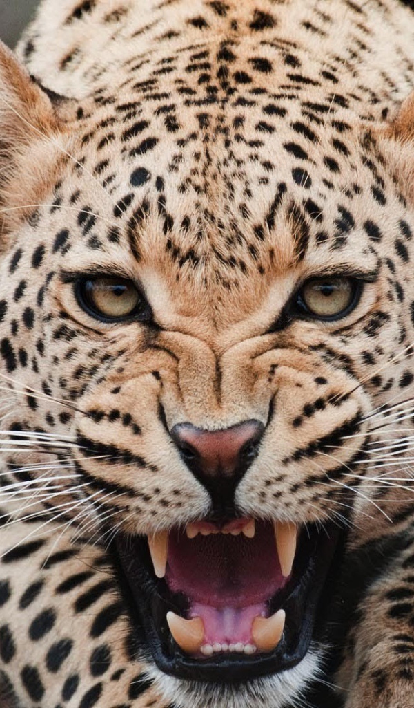 Злой ягуар оскалил зубы