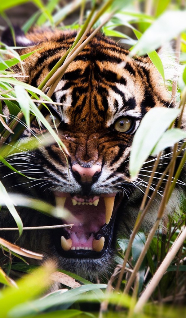 Злой тигр оскалил зубы в зарослях