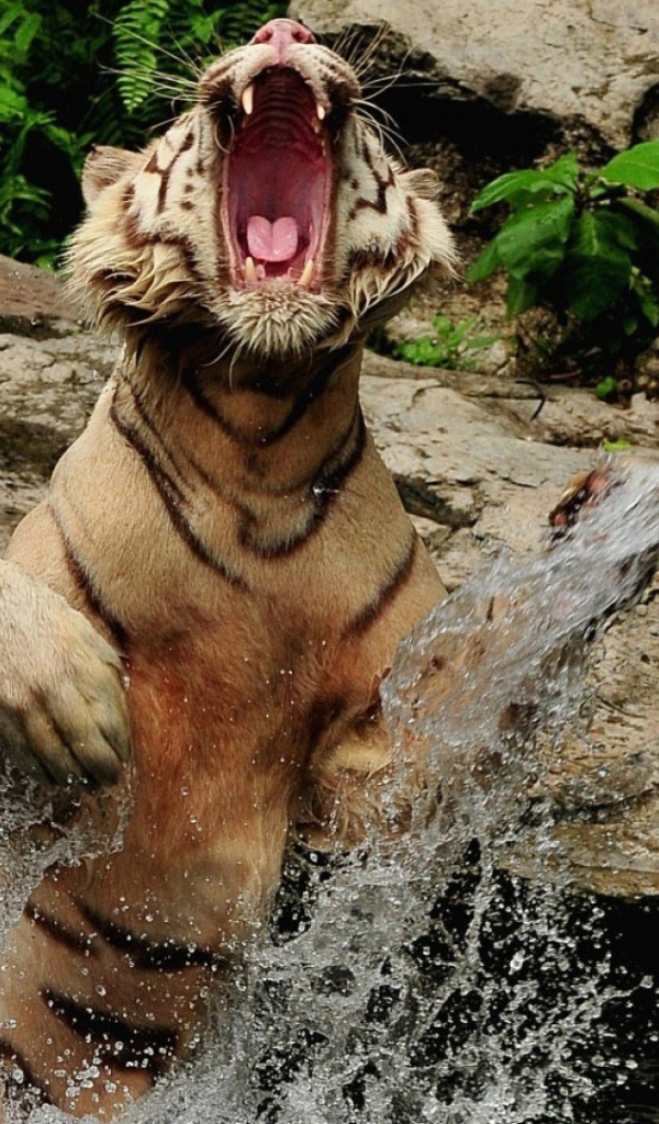 Злой тигр выпрыгнул из воды
