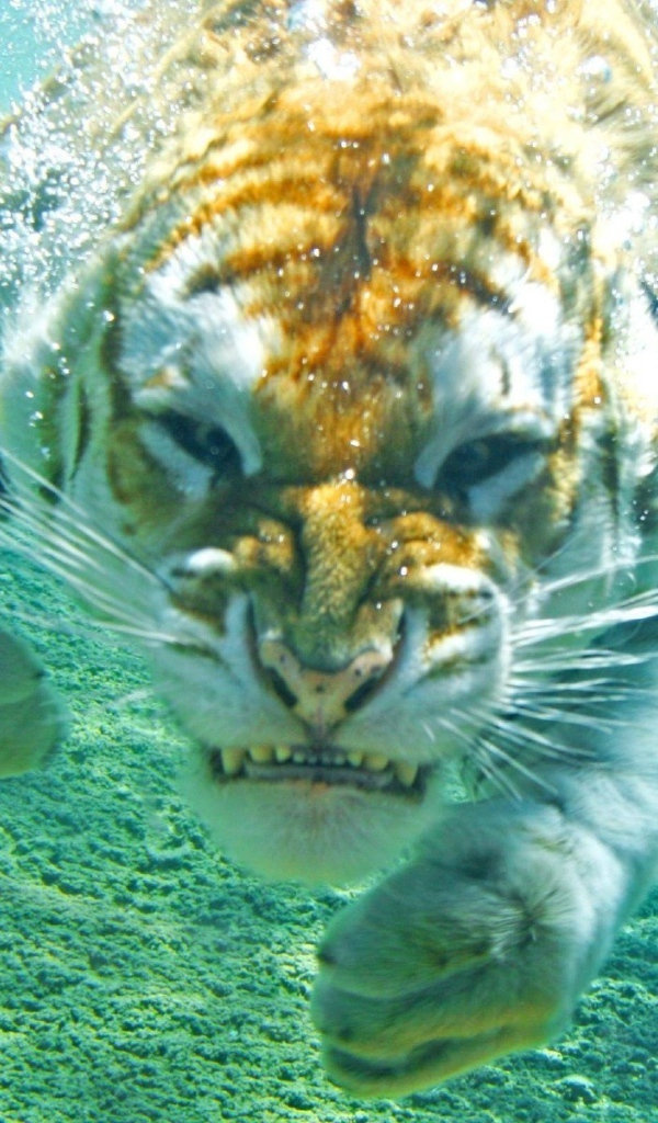 Злой тигр под водой