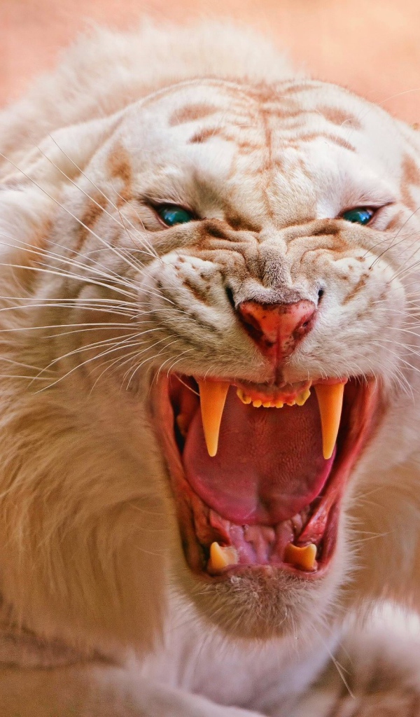 Злой белый тигр