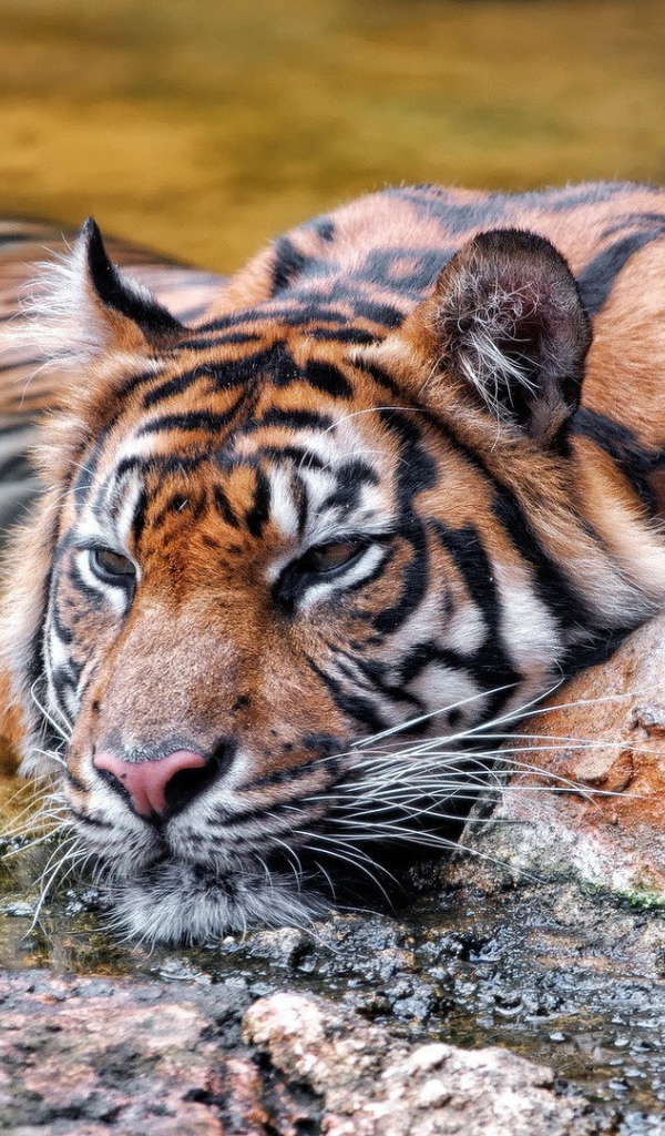 Красивый плавающий тигр