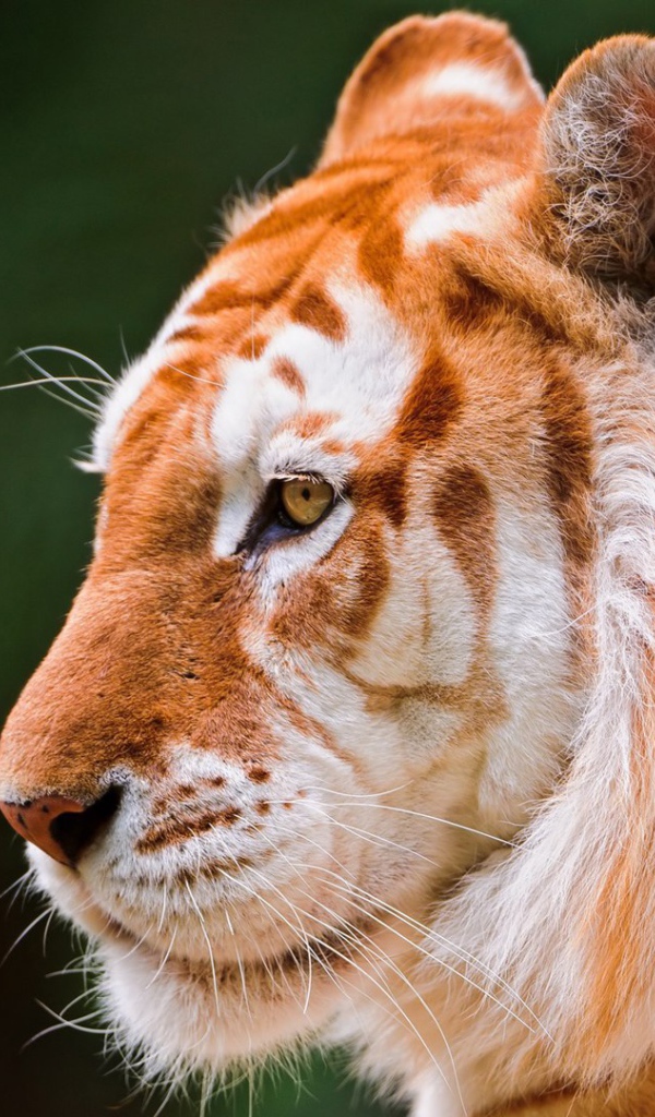 Красивый золотой тигр