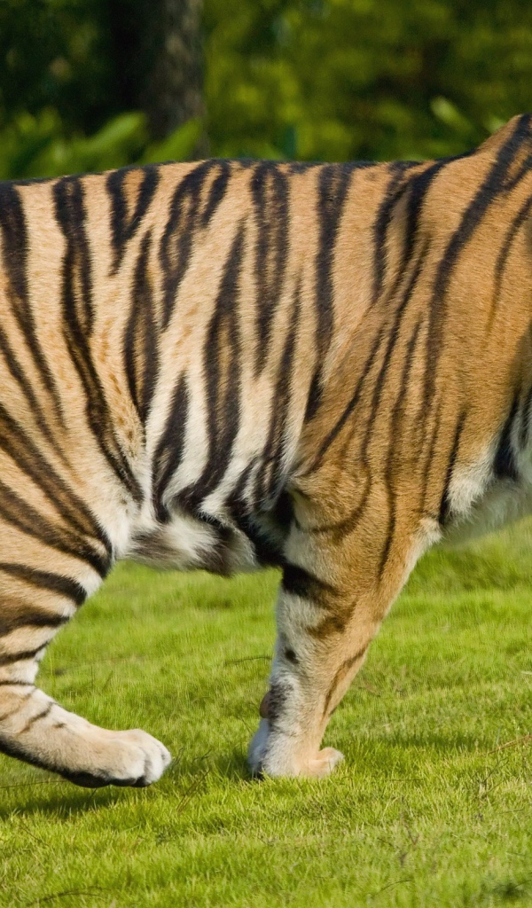 Большой тигр на газоне