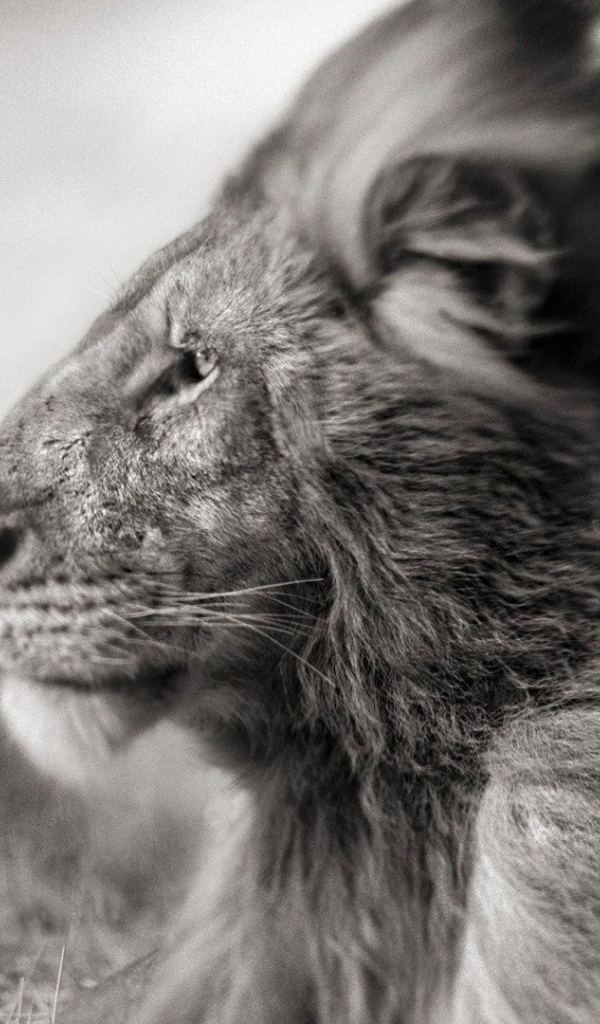 Черно белое фото льва