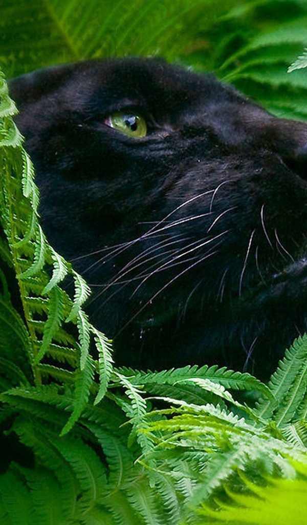 Черная пантера в зеленых зарослях