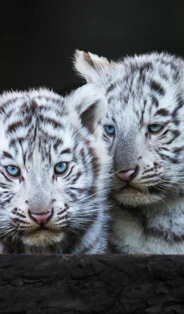 Голубоглазые белые тигрята