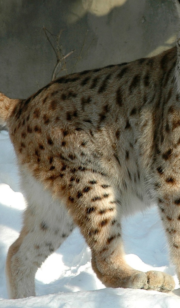 Куцехвостый снежный барс