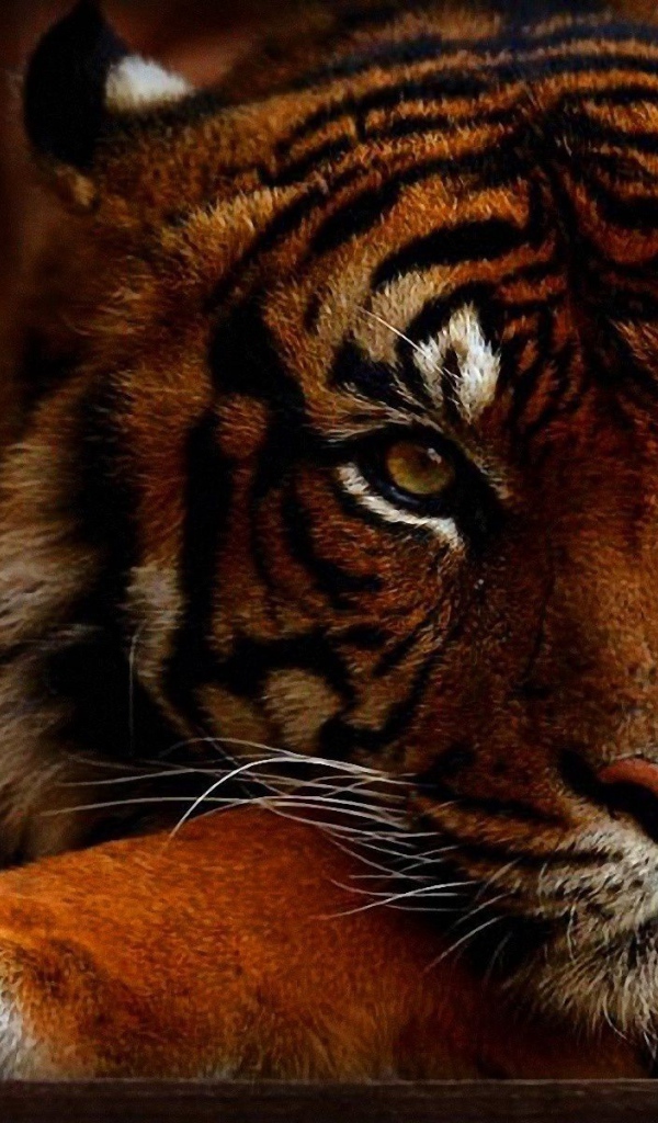 Яркое фото тигра