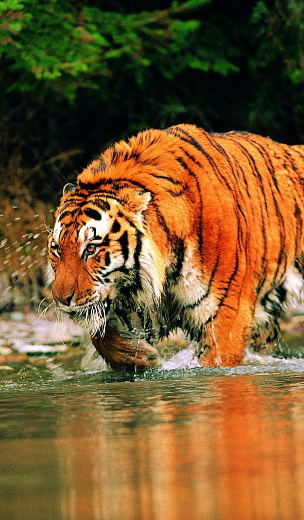 Яркий тигр бежит по реке