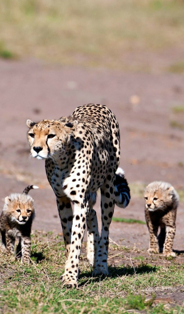 Мама гепард с котятами