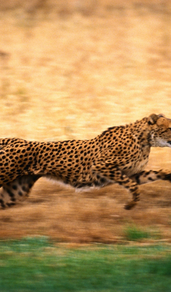 Гепард быстро бегает
