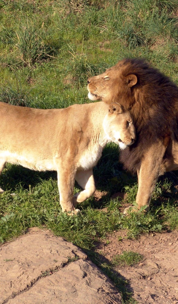 Милая семейная пара львов