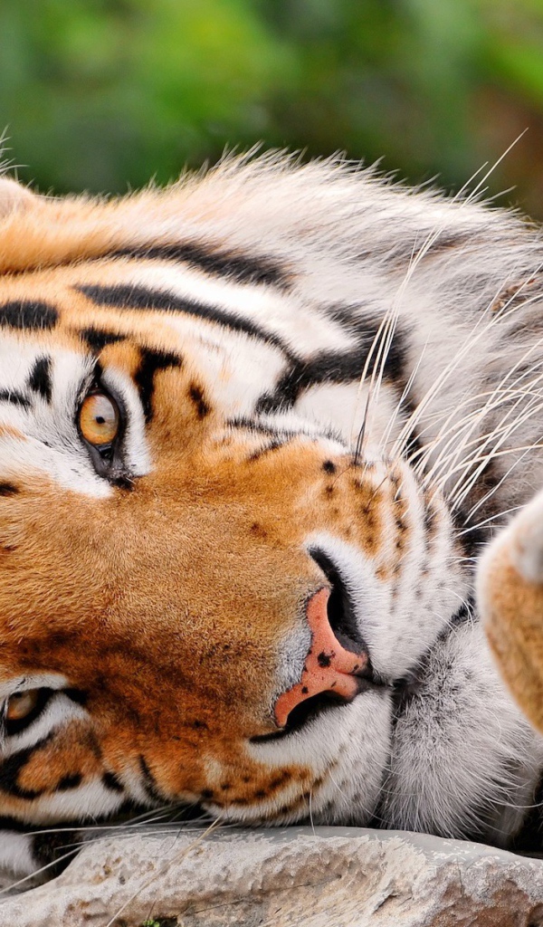 Милый тигр лежит на боку