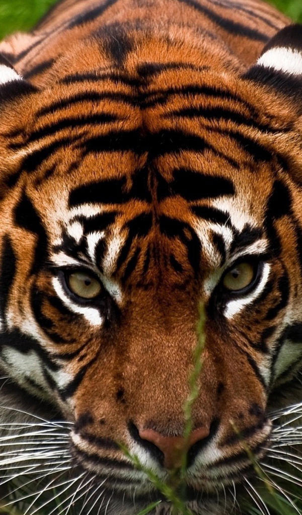 Опытный охотник тигр