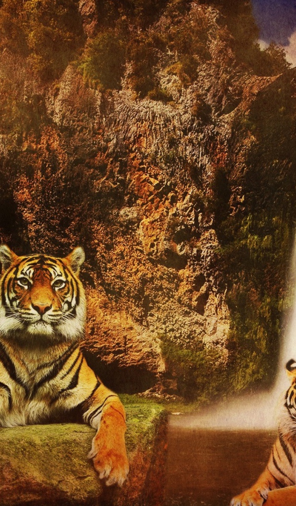 Семья тигров у водопада