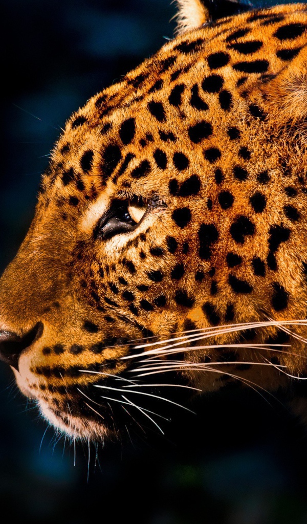 Огненно рыжий леопард