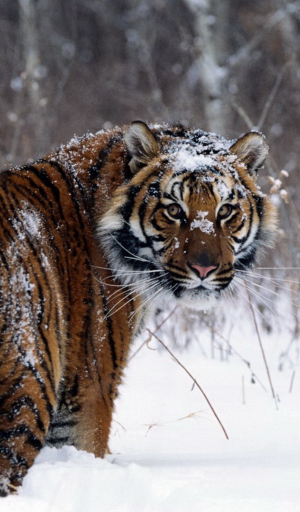 Забавный тигр в зимнем лесу