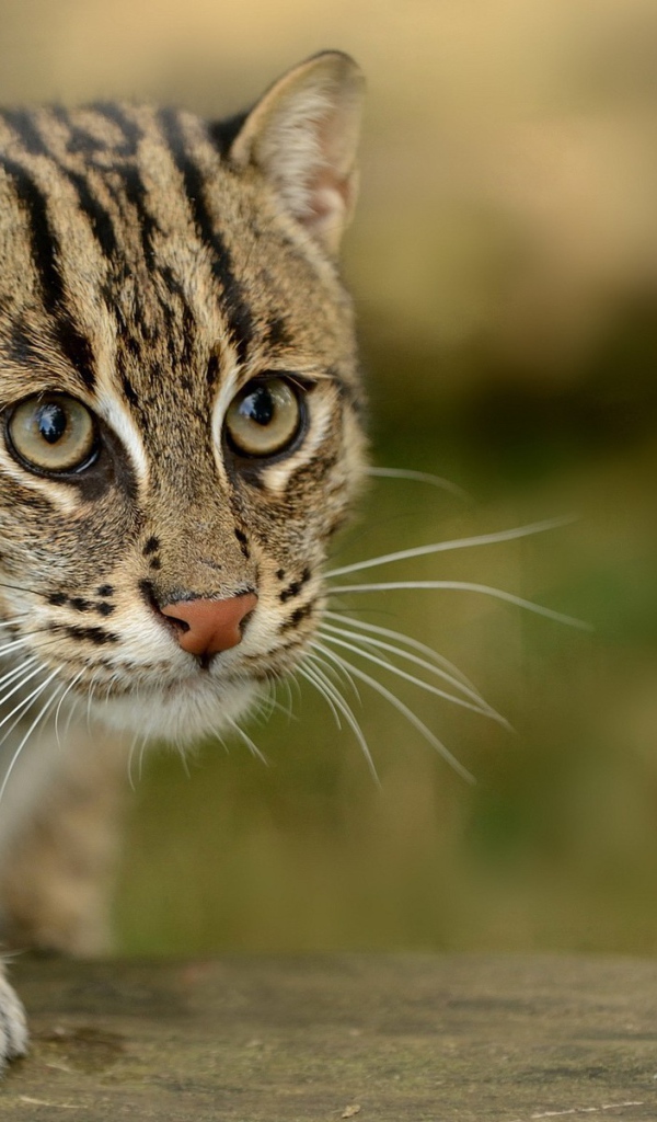 Забавный дикий кот