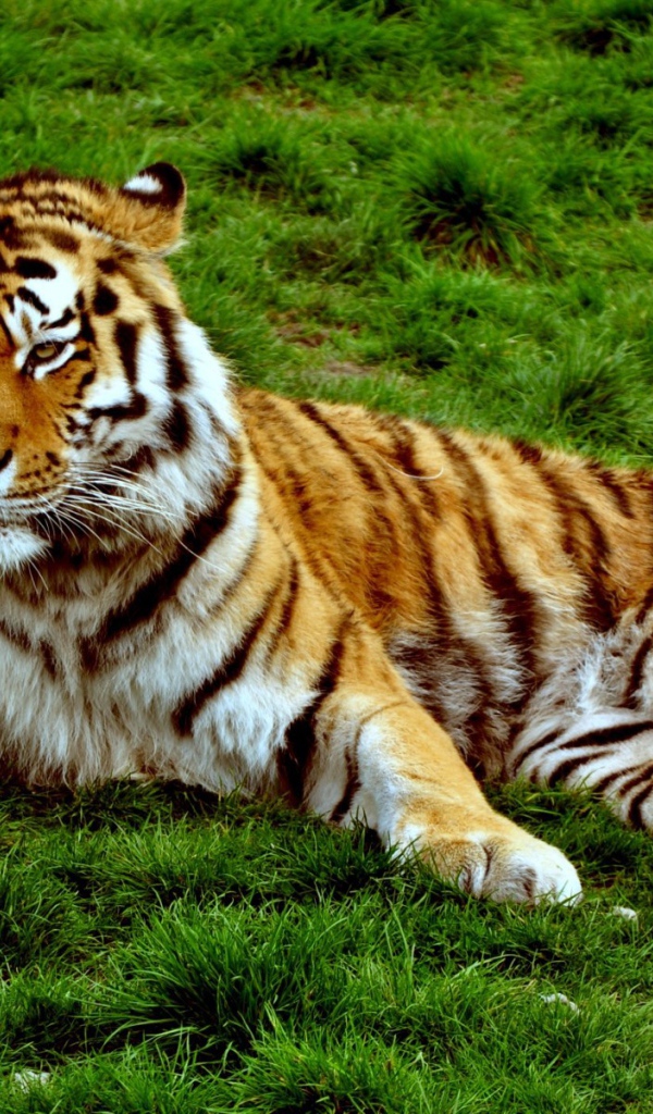 Хмурый тигр лежит на зеленой траве