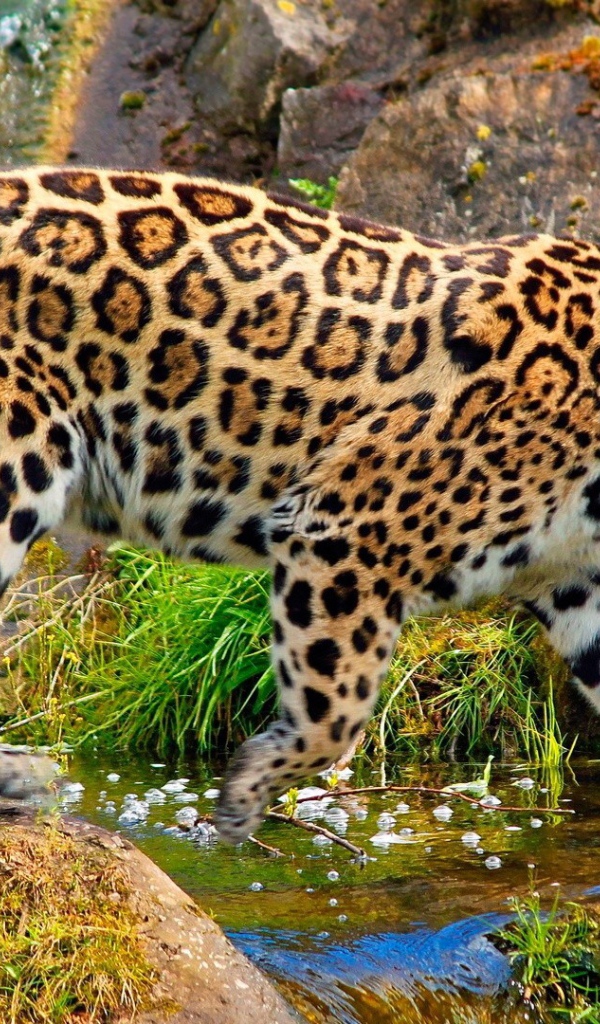 Ягуар у ручья