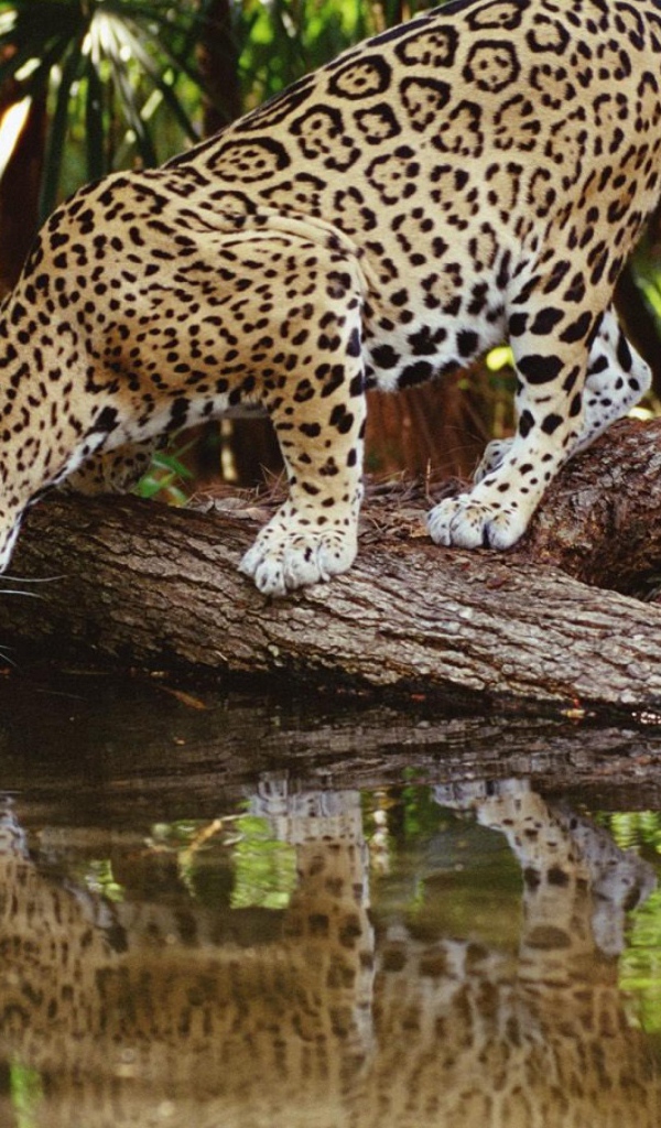 Ягуар пьет воду из реки