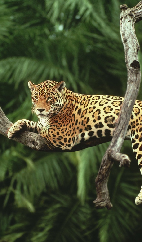 Ягуар лежит на засохшем дереве