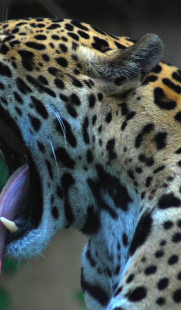 Ягуар сладко зевает