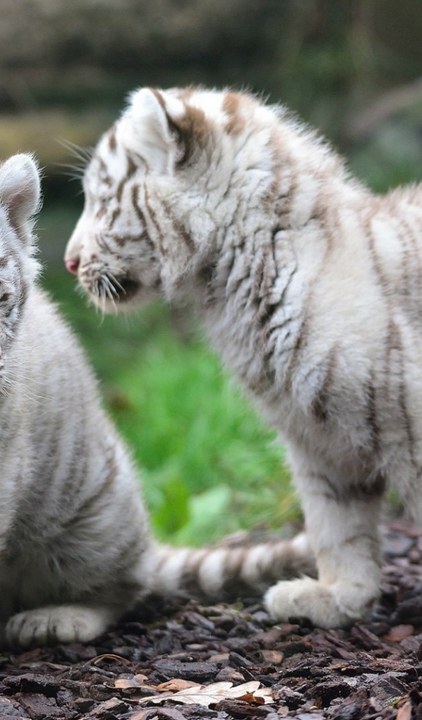 Котята белого тигра